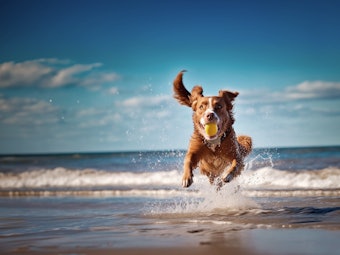 Shutterstock 2290425993 Ret Ai 633eaada88ba74