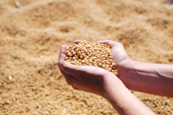 Soybeans Scouped From Pile Pixabay