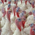 Turkey Profiles