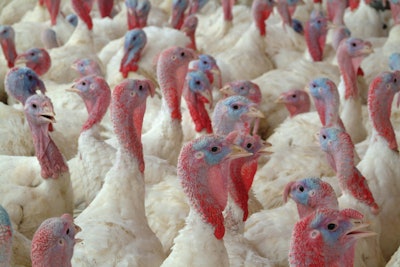 Turkey Profiles