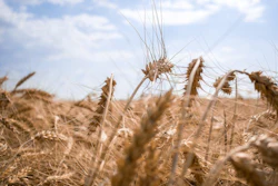 Ukraine Wheat Field