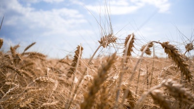 Ukraine Wheat Field