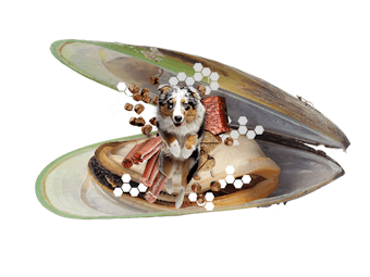 202320 Eglmp20 Dog 6383eb2ebc0cd8