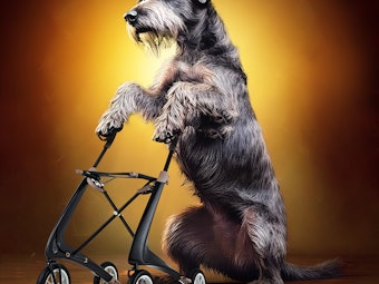 Senior20pet220paid 6402cb8d7d8a04