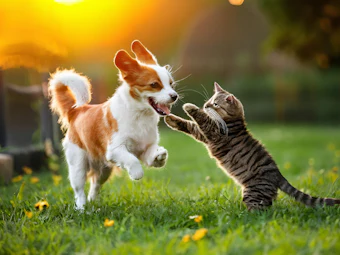 Shutterstock 2432338827 655a3cf05ffbe8
