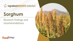 Sorghum