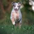 While pet owners are more cost-conscious these days, they are not simply buying the cheapest options. They’re seeking out pet foods that offer better value, especially through health-related benefits.