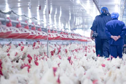 White chickens in industrial farming facility with automated red feeding systems
