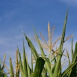 Corn 3545146 1280