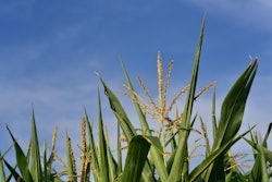Corn 3545146 1280