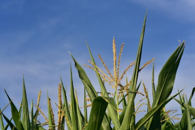 Corn 3545146 1280