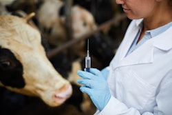 Cow Veterinarian Vaccine