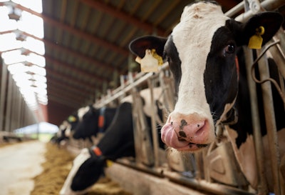 Dairy Cows Eating