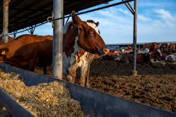 Dairy cow in feedlot with straw bedding and metal infrastructure