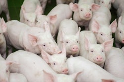 Piglets Group