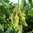 Soybean Plant