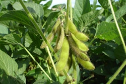 Soybean Plant