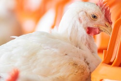 Broiler Big Dutchman