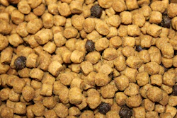 Cat Kibble Close Up Andrea Gantz