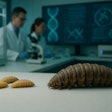 AI-generated rendering of genetically engineered black soldier fly larvae vs. normal samples