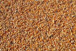 Corn 264520 1280