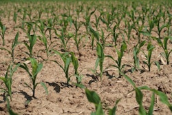 Cornfield 3418698 1280