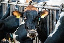 In 2024, dairy feed grew by 3.2%, with consumption rising in Asia-Pacific, Latin America, Europe and Africa, attributed to increased milk demand and intensification of farming practices.