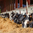 Holstein Cows Feeding