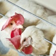 Layers In Cages Eating 1