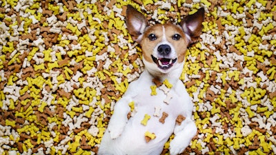 Overeating Dog