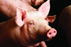Pig Swine Pen