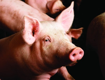Pig Swine Pen