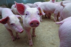 Piglets Walking Away From Feeder