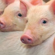 Piglets