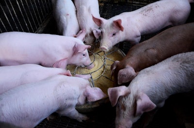 Pigs In A Circle Chx69 Pixabay