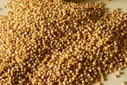 Sorghum Grain