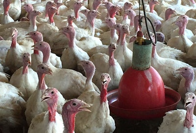 Turkeys Rg