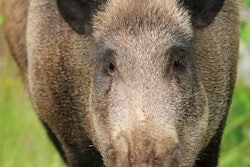 Taviphoto | BigStockPhoto.com