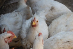Broilers Up Close