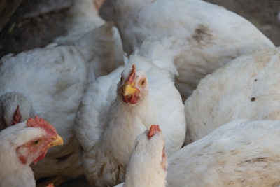 Broilers Up Close