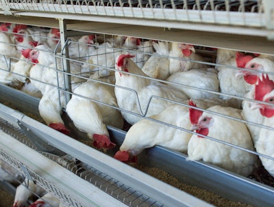 Chickens Eating From Trough