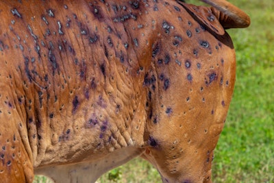 Cow Lumpy Skin Disease