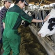 Dairy Cow With Vet In Barn