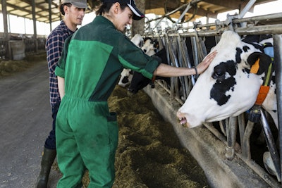 Dairy Cow With Vet In Barn