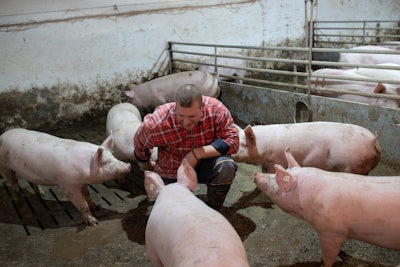Farmer With Pigs In Barn