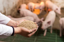 Hand holding animal feed near young piglets in a farm pen