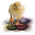 Poultrystar Dsm