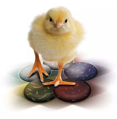 Poultrystar Dsm