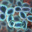 Saccharomyces Cerevisiae