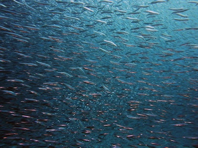 Wholechain will support Mars in improving visibility into key points within its seafood supply chain, from origin to finished product.